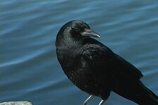 crow 1.jpg